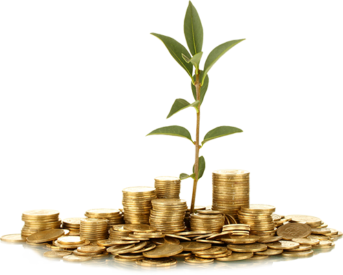 Piccola pianta circondata da monete d'oro